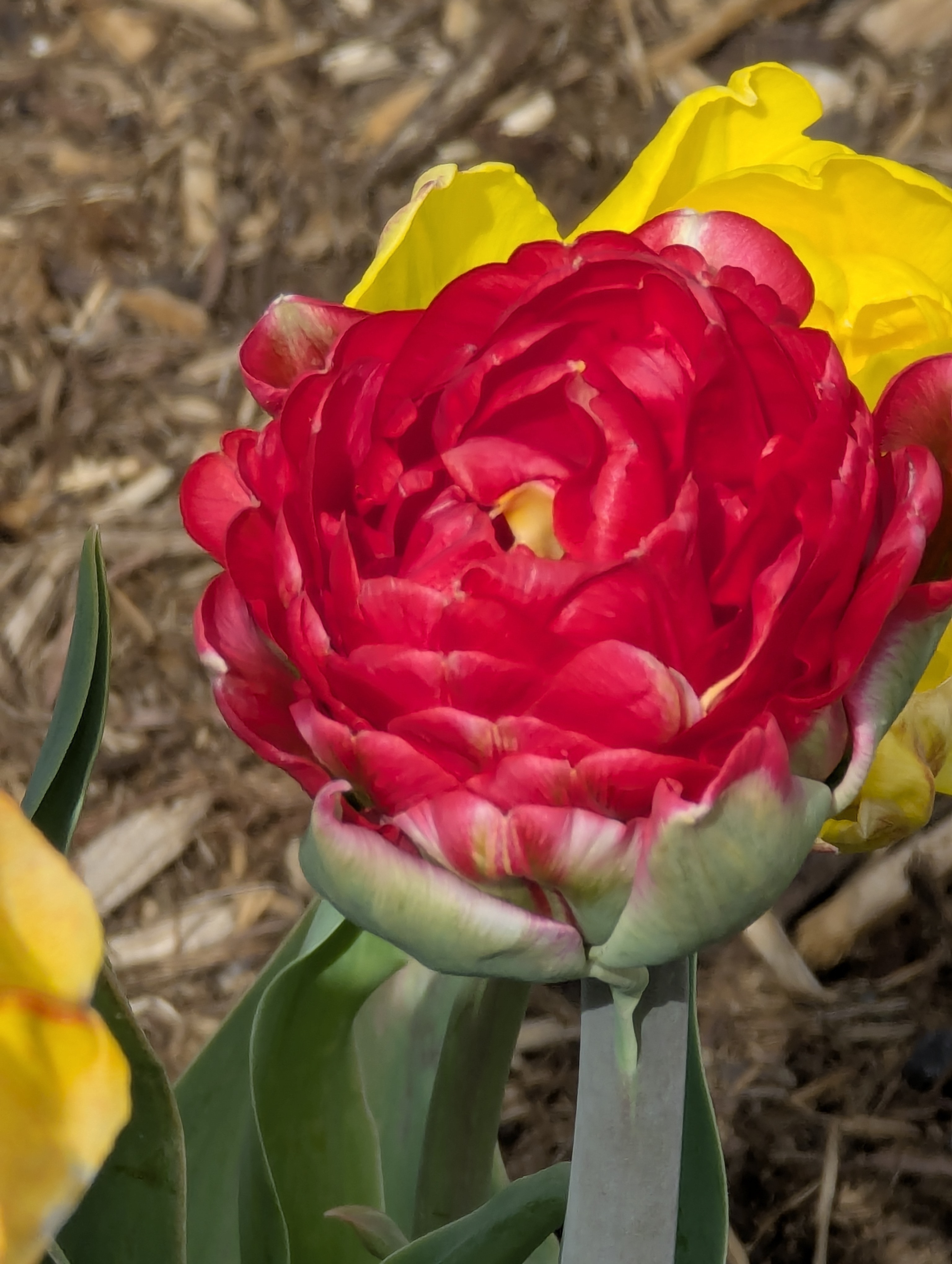 Garden, Flowers, Morrison, Colorado
